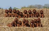 SETTER IRLANDAIS 111